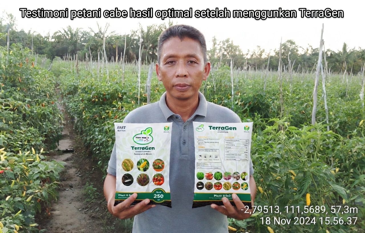 Tanaman cabai dengan hasil lapangan