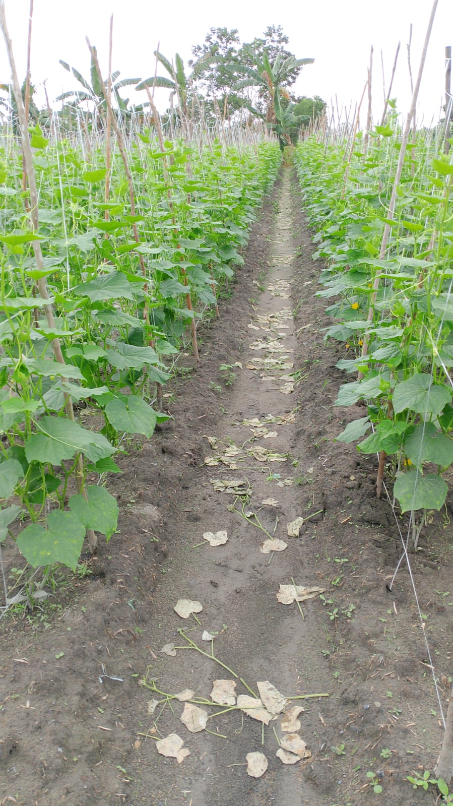 Bedengan dan lahan pertanian setelah perawatan