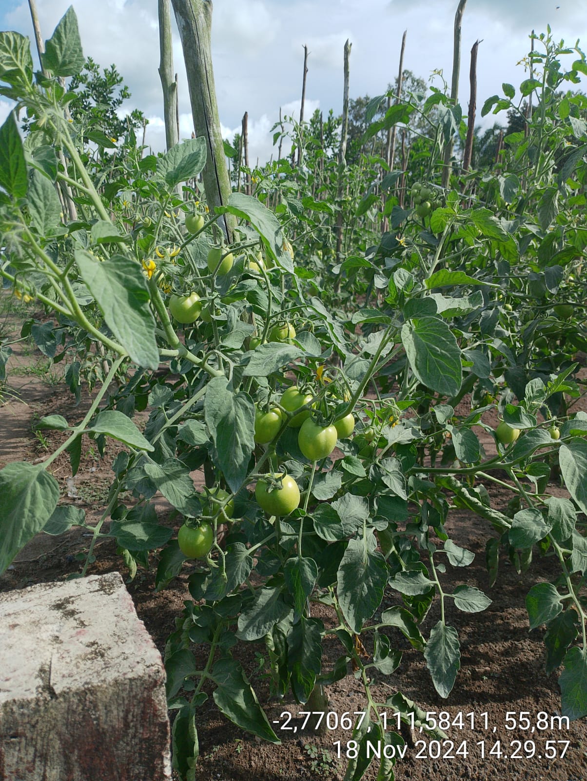 Tanaman tomat pada lahan produksi