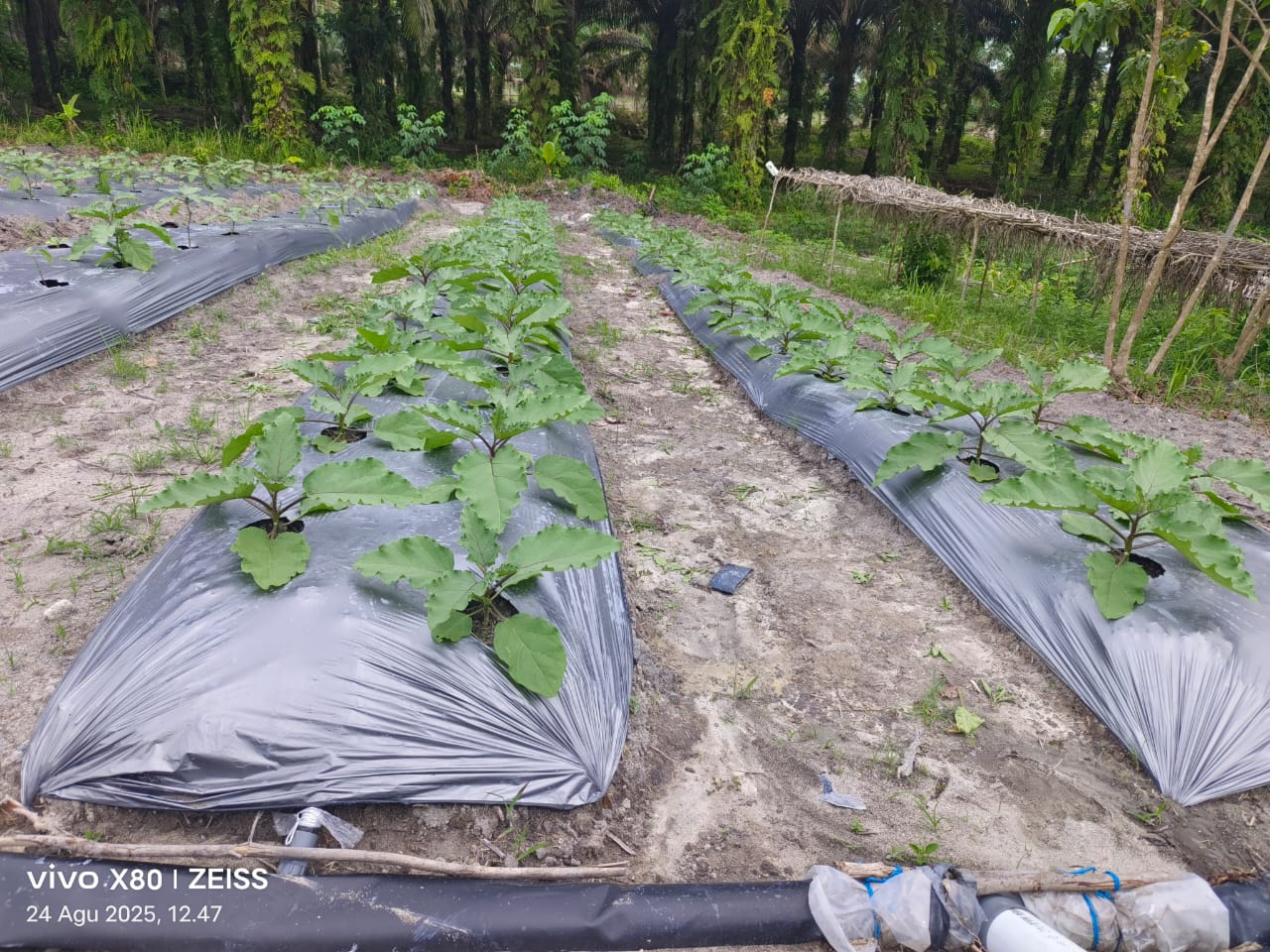 Produk dan konteks pertanian NoeSantara untuk agen Kebumen